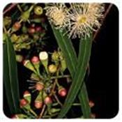 Huille essentielle Eucalyptus radié BIO-Eucalyptus radiata ssp radiata BIO