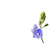Teinture mère ou extrait de plantes Veronica Officinalis-Véronique officinale BIO