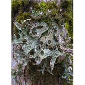 Teinture mre ou extrait de plantes Cetraria Islandica-Lichen d'Islande BIO