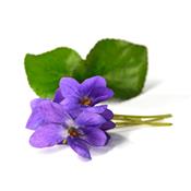 Teinture mère ou extrait de plantes Viola Odorata-Violette odorante BIO