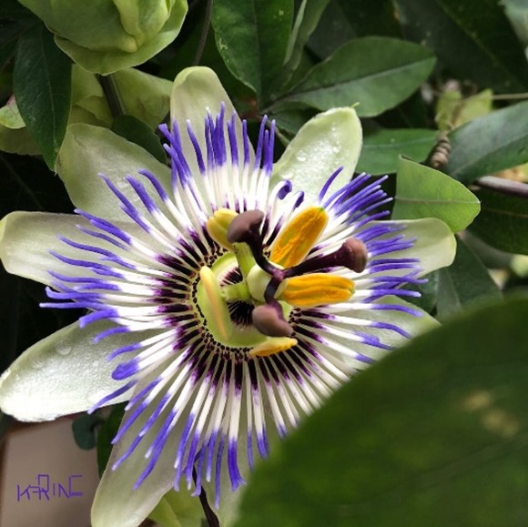 Passiflore - Passiflora incarnata : Ses bienfaits, ses proprits