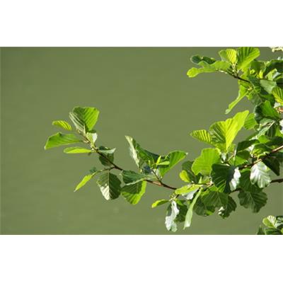 Teinture mère ou extrait de plantes Alnus Glutinosa-Aulne glutineux BIO