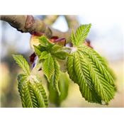 Teinture mère ou extrait de plantes Castanea Vesca-Châtaignier BIO