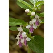 Teinture mère ou extrait de plantes Melittis Melissophyllum-Mélitte à feuilles BIO