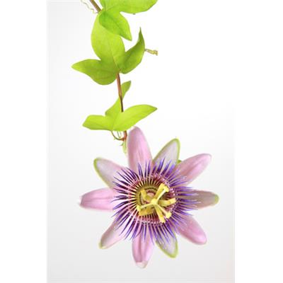 Teinture mère ou extrait de plantes Passiflora Incarnata-Passiflore plante fleur BIO