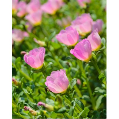 Teinture mère ou extrait de plantes Portulacca Oleracea-Pourpier potager BIO