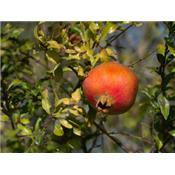 Teinture mère ou extrait de plantes Punica Granatum-Grenadier BIO