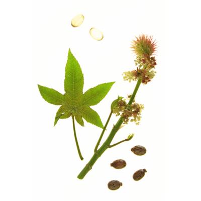 Teinture mère ou extrait de plantes Ricinus Communis-Ricin BIO