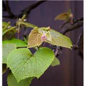 Macérat glycériné de bourgeons Ampelopsis veitchii - Vigne vierge BIO