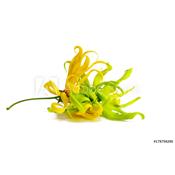 Huile essentielle Ylang ylang BIO-Cananga odorata BIO