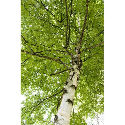 Teinture mère ou extrait de plantes Betula Verrucosa-Bouleau blanc verruqueux écorce BIO