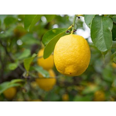Huile essentielle Citron Bio 