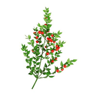 Teinture mère ou extrait de plantes Ruscus Aculeatus-Fragon piquant petit houx BIO