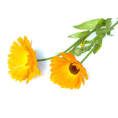 Teinture mère ou extrait de plantes Calendula Officinalis-Souci des jardins BIO