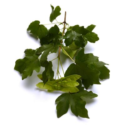 Teinture mère ou extrait de plantes Acer Campestris-Erable champêtre BIO