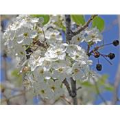 Teinture mère ou extrait de plantes Cerasus Vulgaris-Cerisier commun BIO