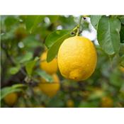 Teinture mère ou extrait de plantes Citrus Limonum-Citronnier BIO