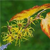 Teinture mère ou extrait de plantes Hamamelis Virginiana-Hamamélis de Virginie BIO