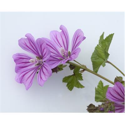 Teinture mère ou extrait de plantes Malva Sylvestris-Mauve des bois BIO