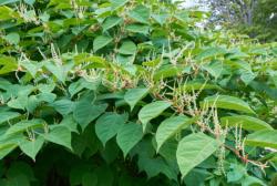 Teinture mère ou extrait de plantes Polygonum cuspidatum - Renouée du Japon BIO