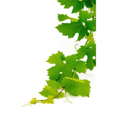 Teinture mère ou extrait de plantes Vitis Vinifera-Vigne BIO