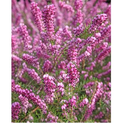 Teinture mère ou extrait de plantes Erica Cinerea-Bruyère cendrée BIO