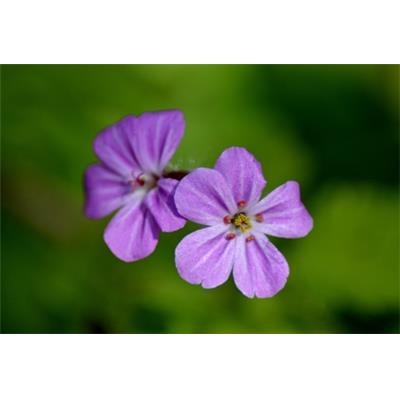 Teinture mère ou extrait de plantes Geranium Robertianum-Géranium BIO
