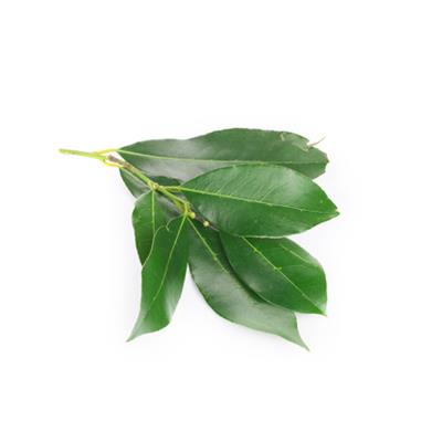 Teinture mère ou extrait de plantes Laurus Nobilis-Laurier sauce BIO