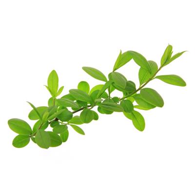 Teinture mère ou extrait de plantes Ligustrum Vulgare-Troëne BIO