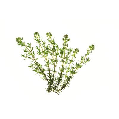 Teinture mère ou extrait de plantes Thymus Vulgaris-Thym vulgaire BIO