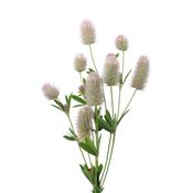 Teinture mère ou extrait de plantes Trifolium Arvense-Trèfle des champs BIO