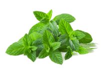 Teintures mres ou extraits de plantes fraches BIO Phyto Extract
