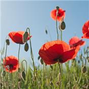 Teinture mère ou extrait de plantes Papaver Rhoeas-Coquelicot BIO