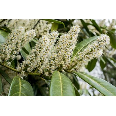 Teinture mère ou extrait de plantes Prunus Laurocerasus-Laurier cerise BIO