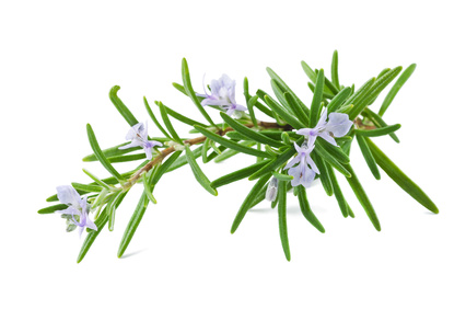 Romarin bio et Demeter – Rosmarinus officinalis