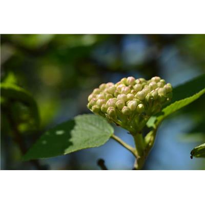 Macérat glycériné de bourgeons Viburnum lantana-Viorne BIO