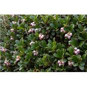 Teinture mère ou extrait de plantes Arctostaphylos Uva Ursi-Busserole BIO 60 ml