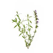 Teinture mère ou extrait de plantes Hyssopus Officinalis-Hysope officinal BIO
