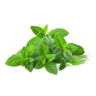 Teinture mère ou extrait de plantes Mentha Viridis-Menthe vraie BIO