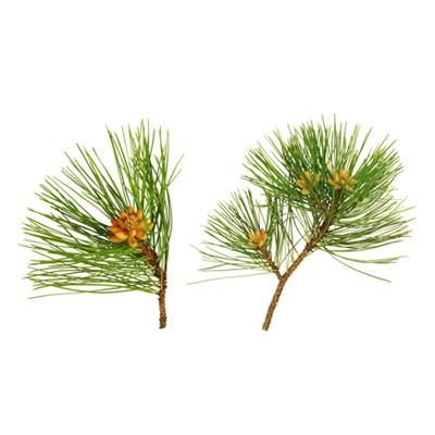 Teinture mère ou extrait de plantes Pinus Sylvestris-Pin sylvestre BIO