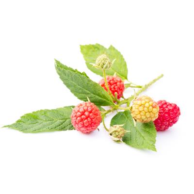 Teinture mère ou extrait de plantes Rubus Idaeus-Framboisier BIO