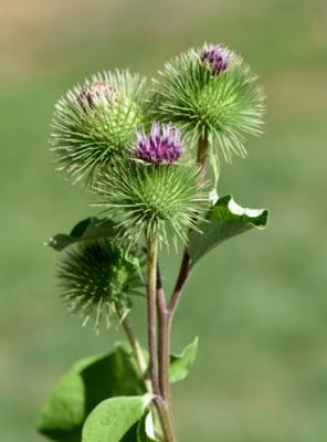  Teinture mère ou extrait de plantes Lappa major-Bardane BIO 