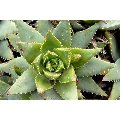Teinture mère ou extrait de plantes Aloe soccotrina-Aloes du Cap 