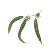 Teinture mère ou extrait de plantes Eucalyptus globulus-Eucalyptus officinal BIO