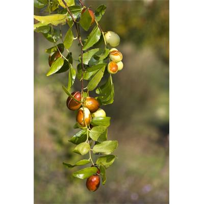 Teinture mère ou extrait de plantes Zizyphus Jujuba-Jujubier BIO