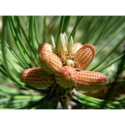 Teinture mère ou extrait de plantes Pinus Montana-Pin des montagnes BIO