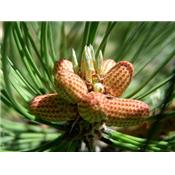 Teinture mère ou extrait de plantes Pinus Montana-Pin des montagnes BIO