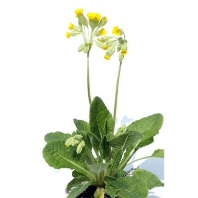 Teinture mère ou extrait de plantes Primula Officinalis-Primevère officinale BIO