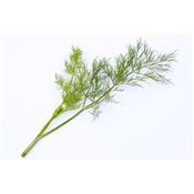 Teinture mère ou extrait de plantes Anethum Graveolens-Aneth odorant BIO