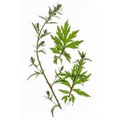 Teinture mère ou extrait de plantes Artemisia vulgaris-Armoise vulgaire BIO